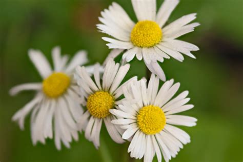 雛菊花|デイジー(ヒナギク)の花言葉｜種類や意味、花が咲く 